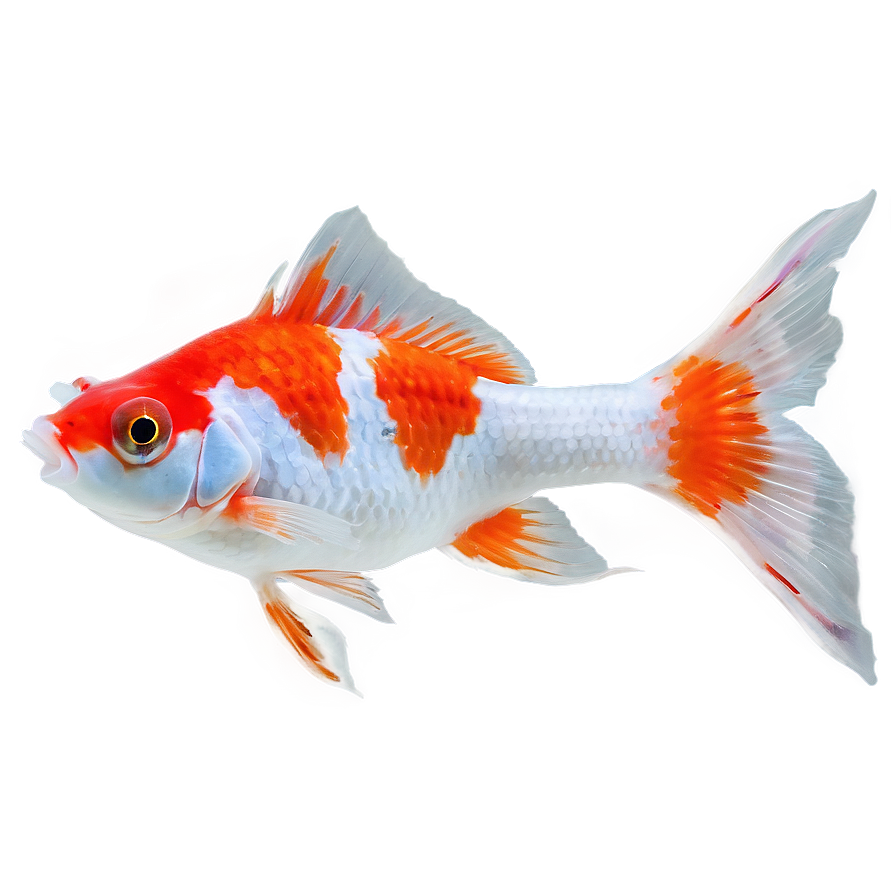 Lionhead Goldfish Png 79