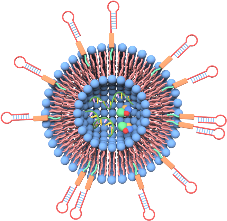 Extracellular Vesicles - Nanovesicles For Drug Delivery, HD Png Download PNG with transparent background