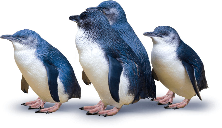 Group Of Penguins - Little Blue Penguins New Zealand, HD Png Download PNG with transparent background