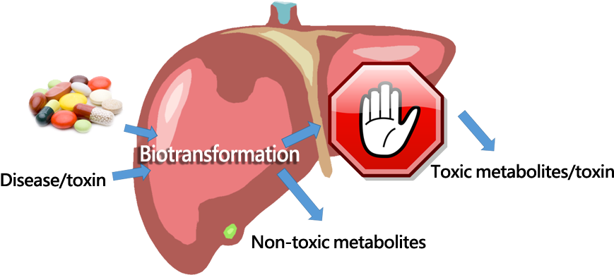 Liver Biotransformation Process PNG with transparent background