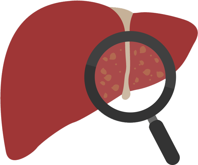 Liver Health Examination Concept PNG with transparent background
