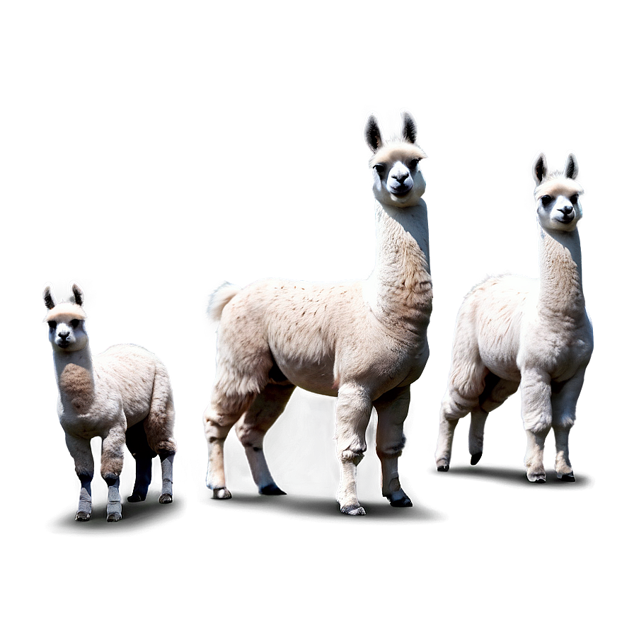 Llama Family Png 58