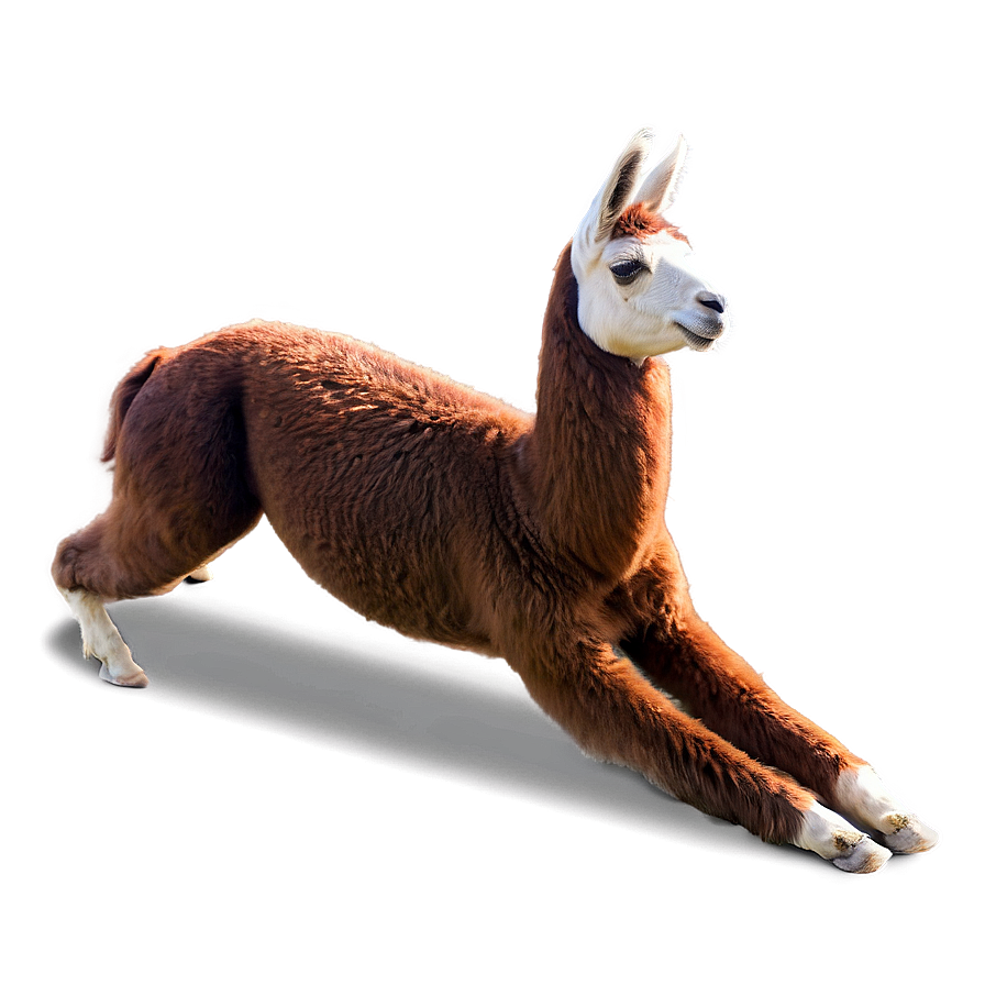 Llama Yoga Png Res22