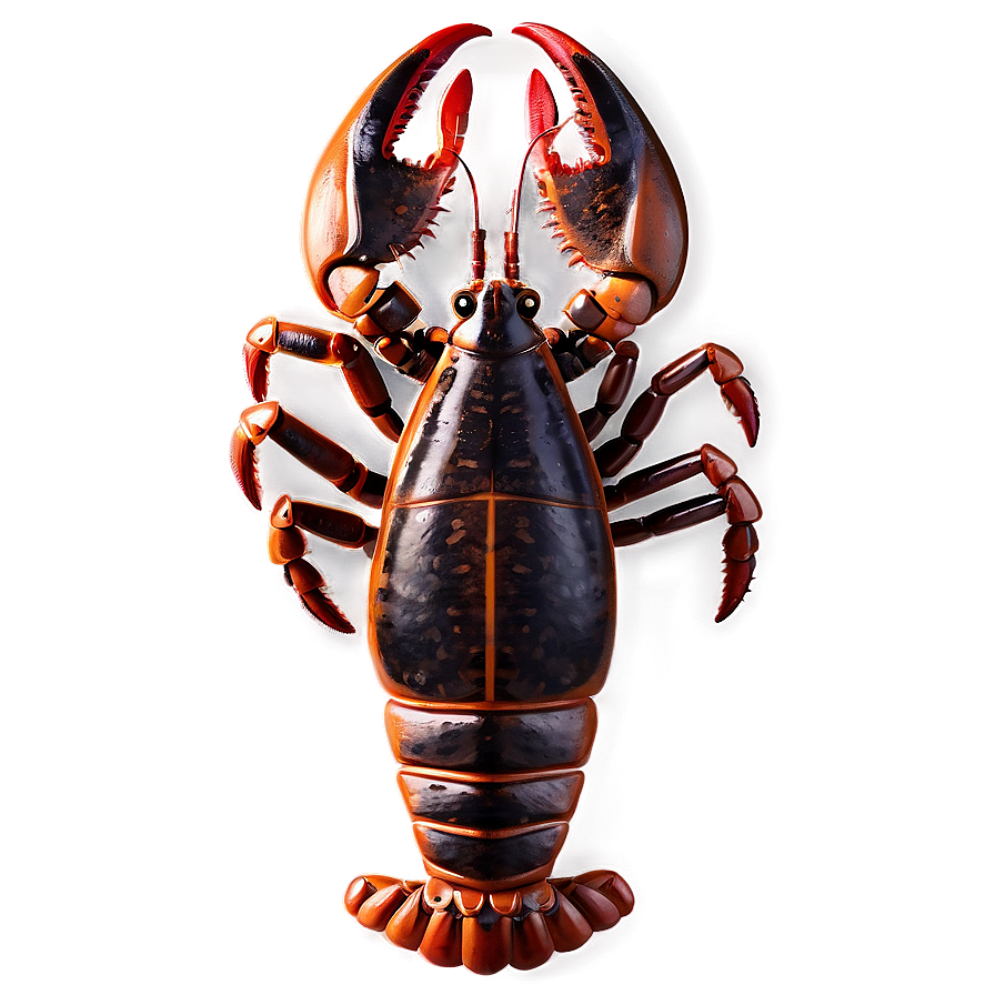 Lobster Drawing PNG 05212024 PNG with transparent background
