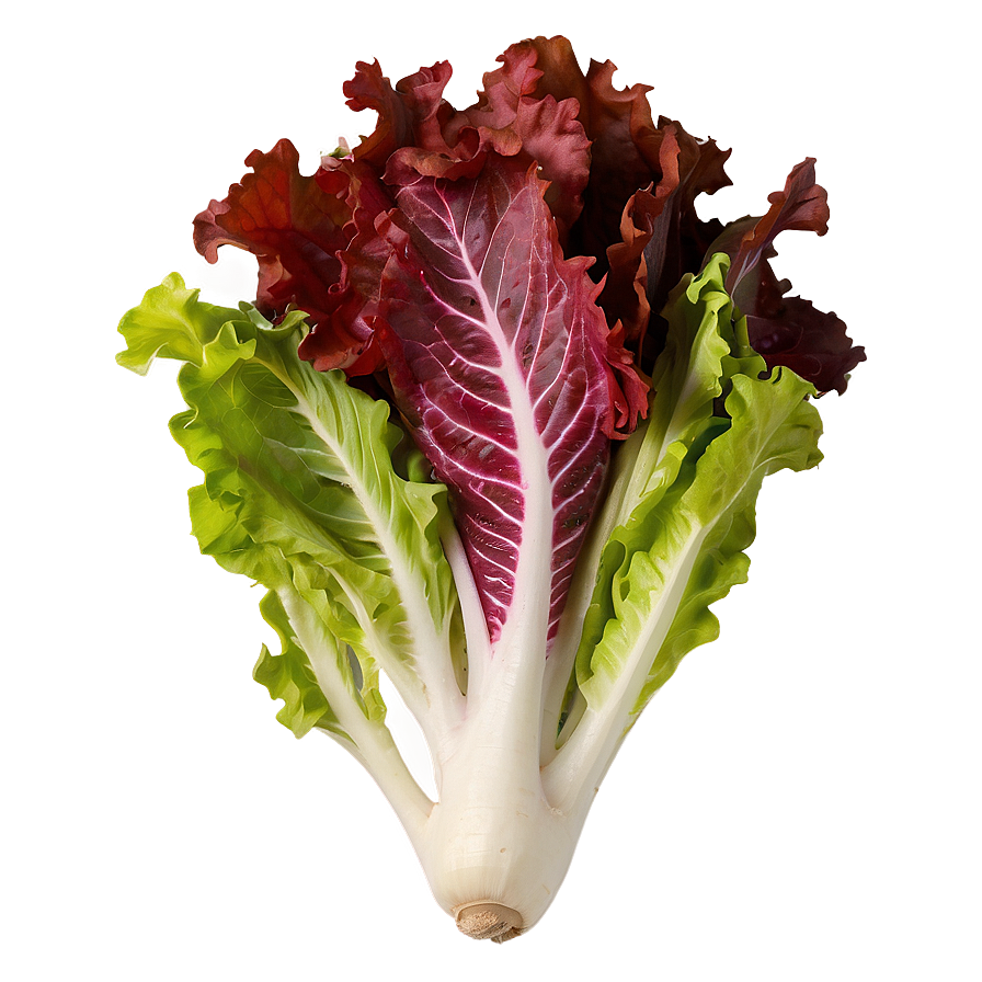 Lollo Rosso Lettuce Png 05242024