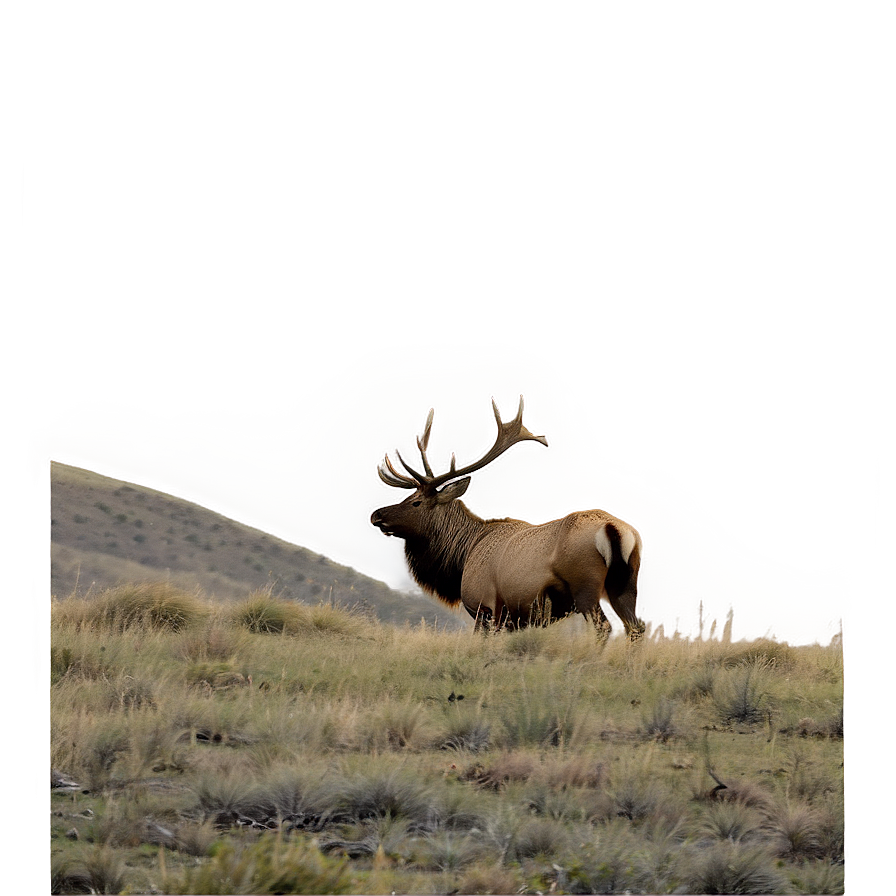 Lone Elk Png 05242024