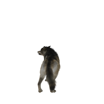 Lone Wolf Howlingin Darkness PNG with transparent background