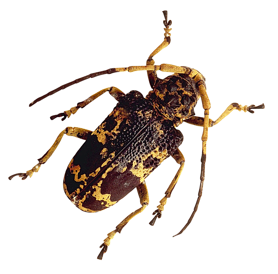 Longhorn Beetle Camouflage Pattern PNG with transparent background