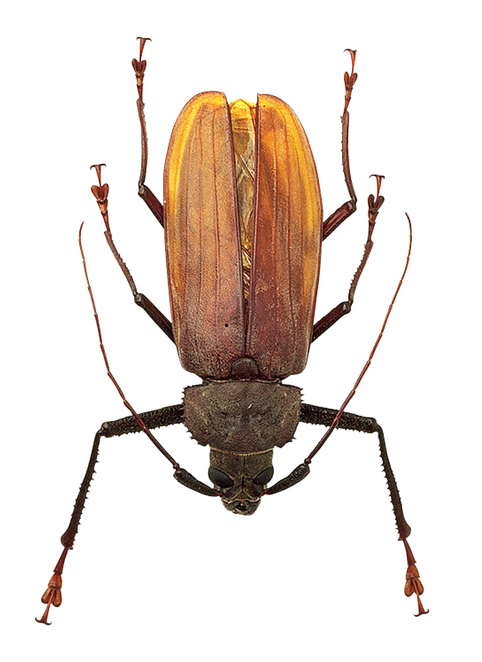 Longhorn Beetle Specimen PNG with transparent background