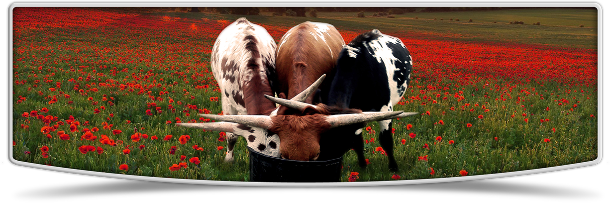 Cattle, HD Png Download PNG with transparent background