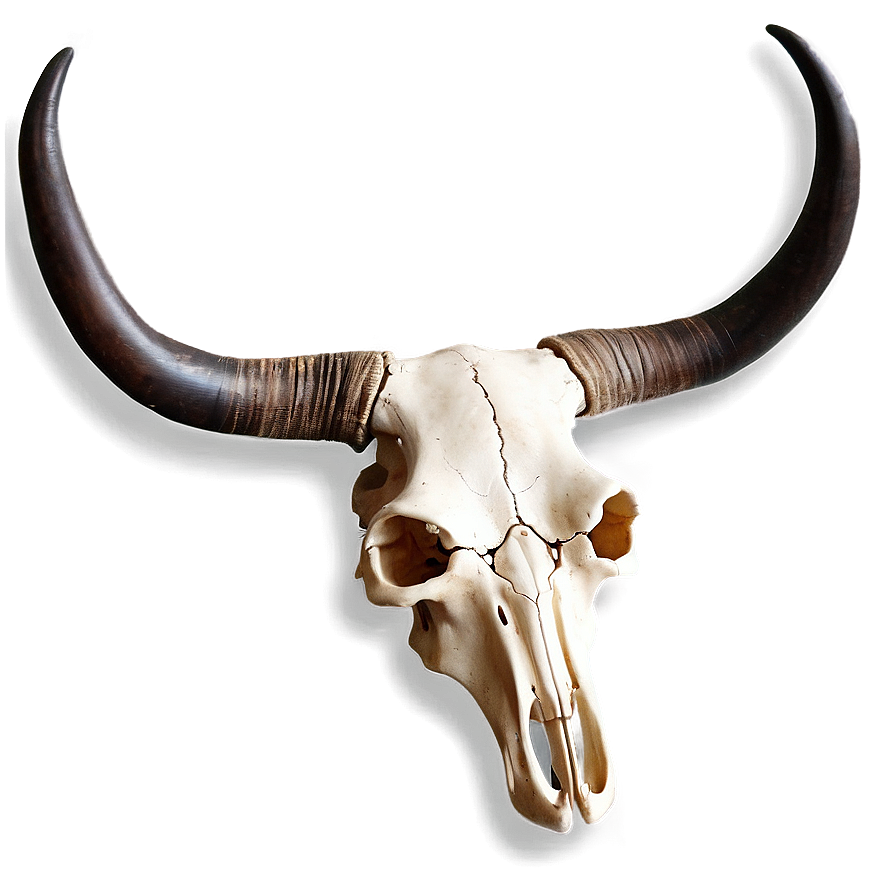 Longhorn Skull C