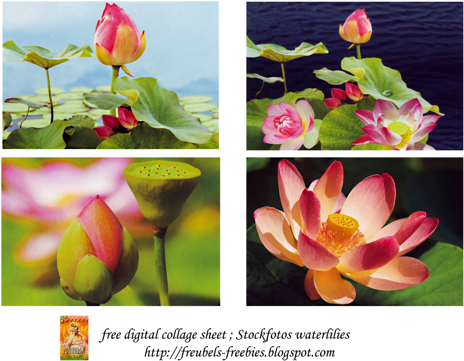 Lotus Collage Collection