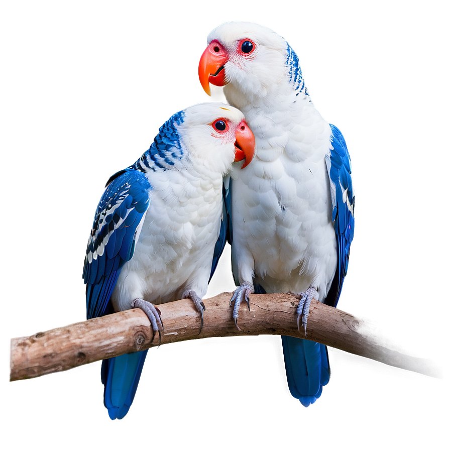 Love Birds Pair Png Ykx68