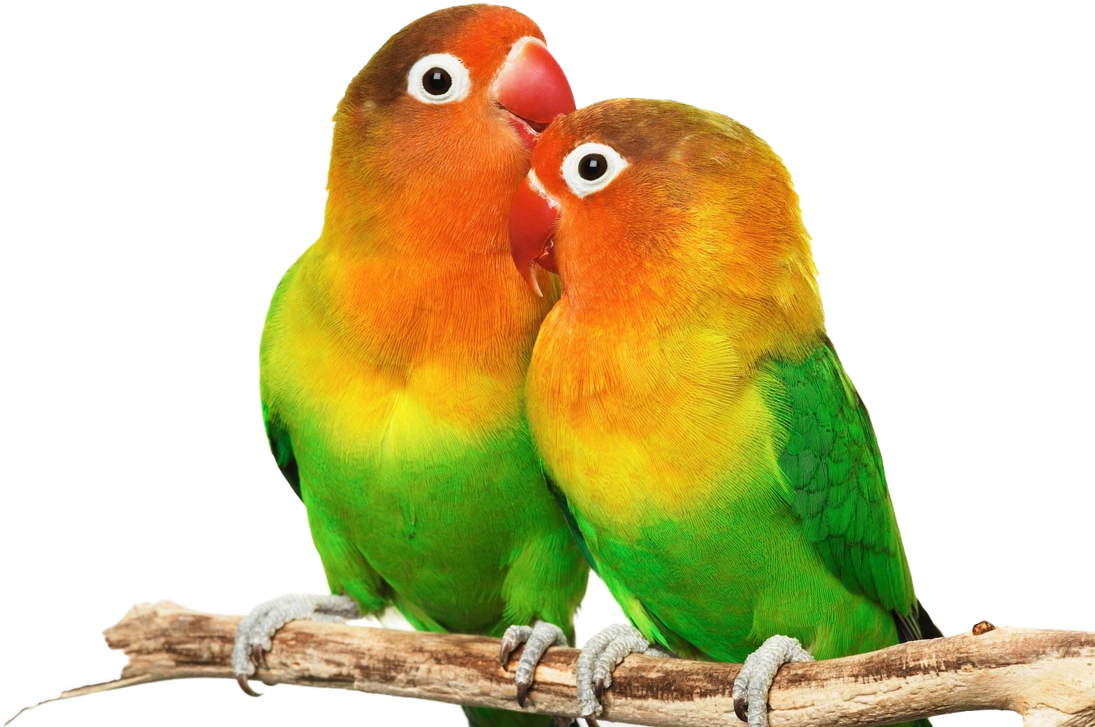 Love Birds Png - Small Colorful Love Birds PNG with transparent background