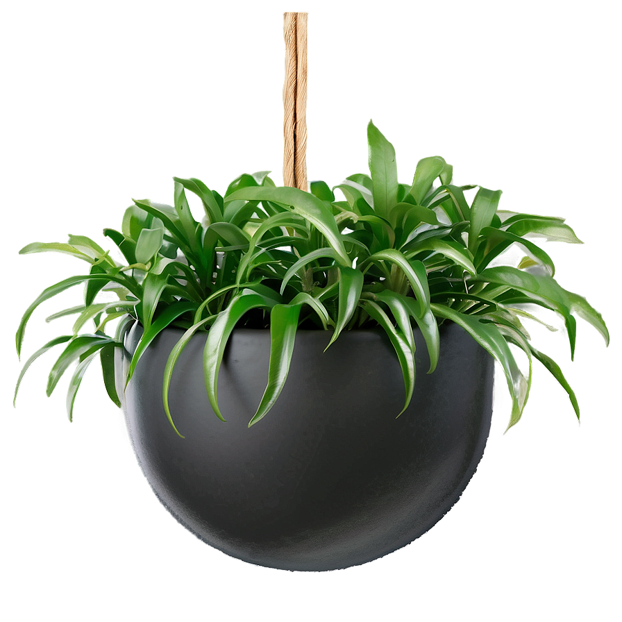 Low Maintenance Hanging Plant Png Eyb