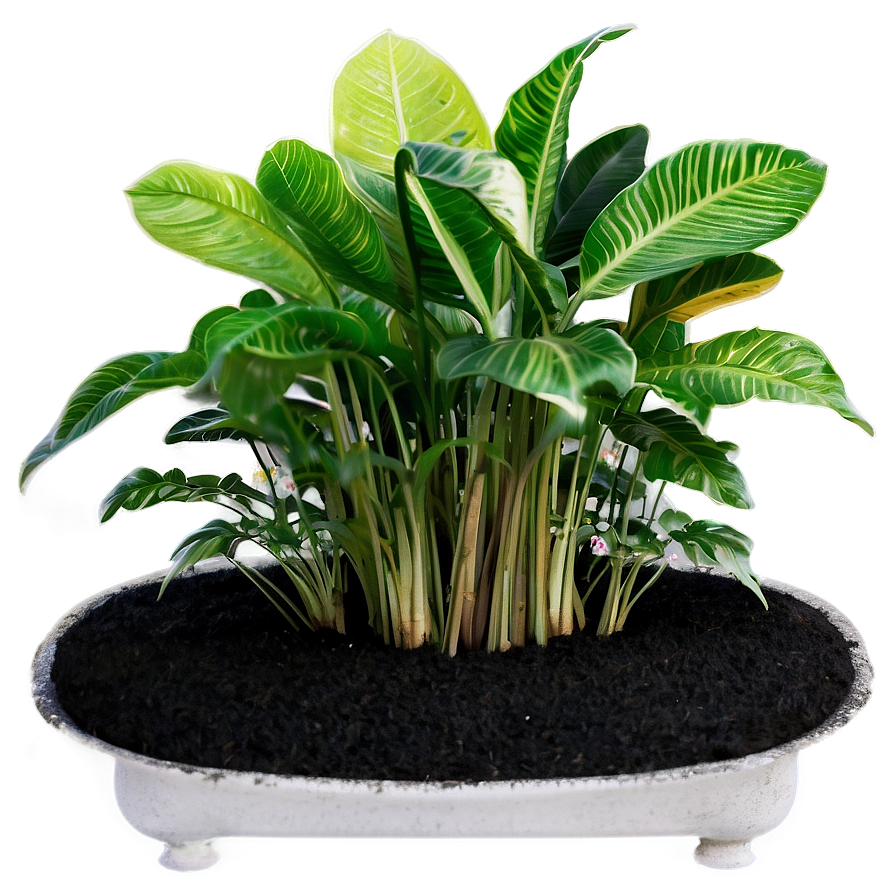 Low Maintenance Plant Png Oca90