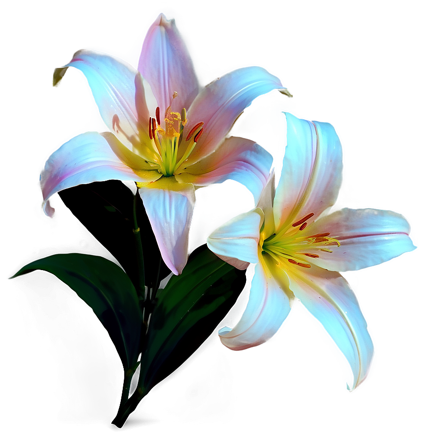 Luminous Lilies Night Scene Png Sbr