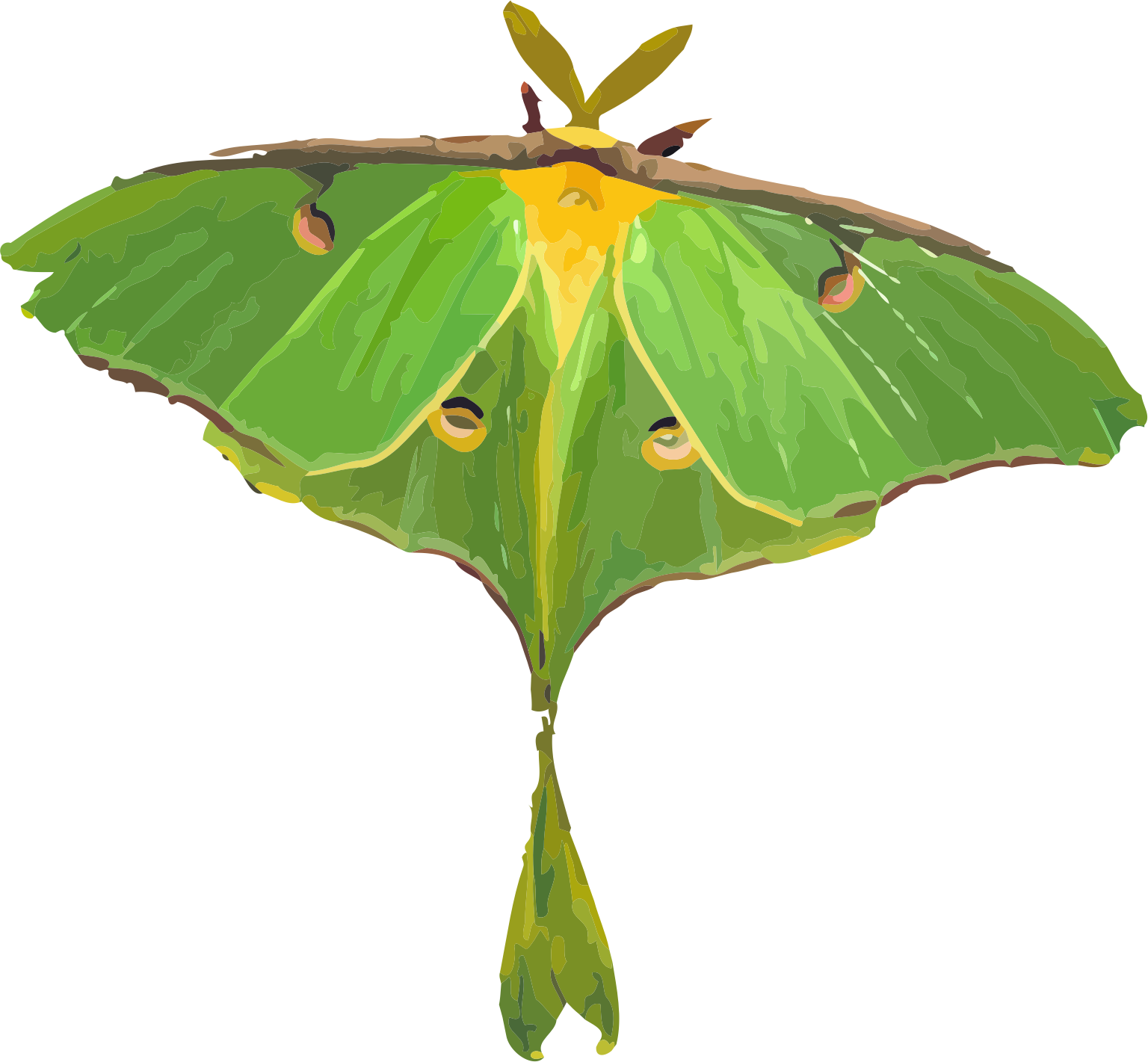 Luna Moth White Background, HD Png Download PNG image with a transparent background, free high-resolution download