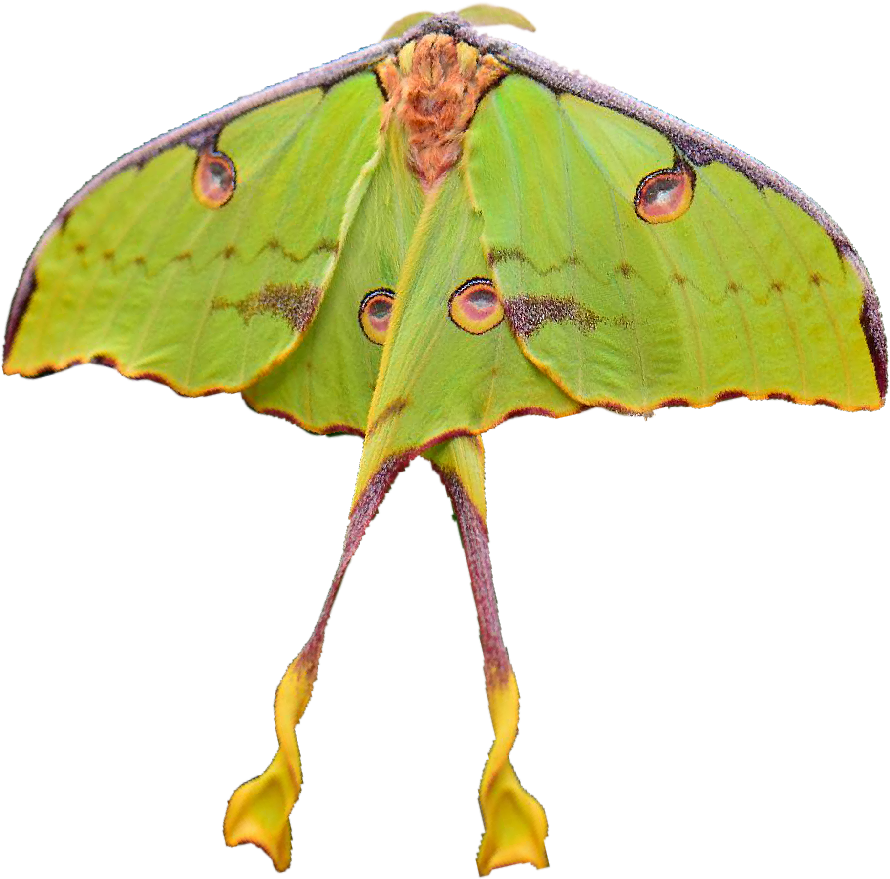 Luna Moth, HD Png Download PNG image with a transparent background, free high-resolution download
