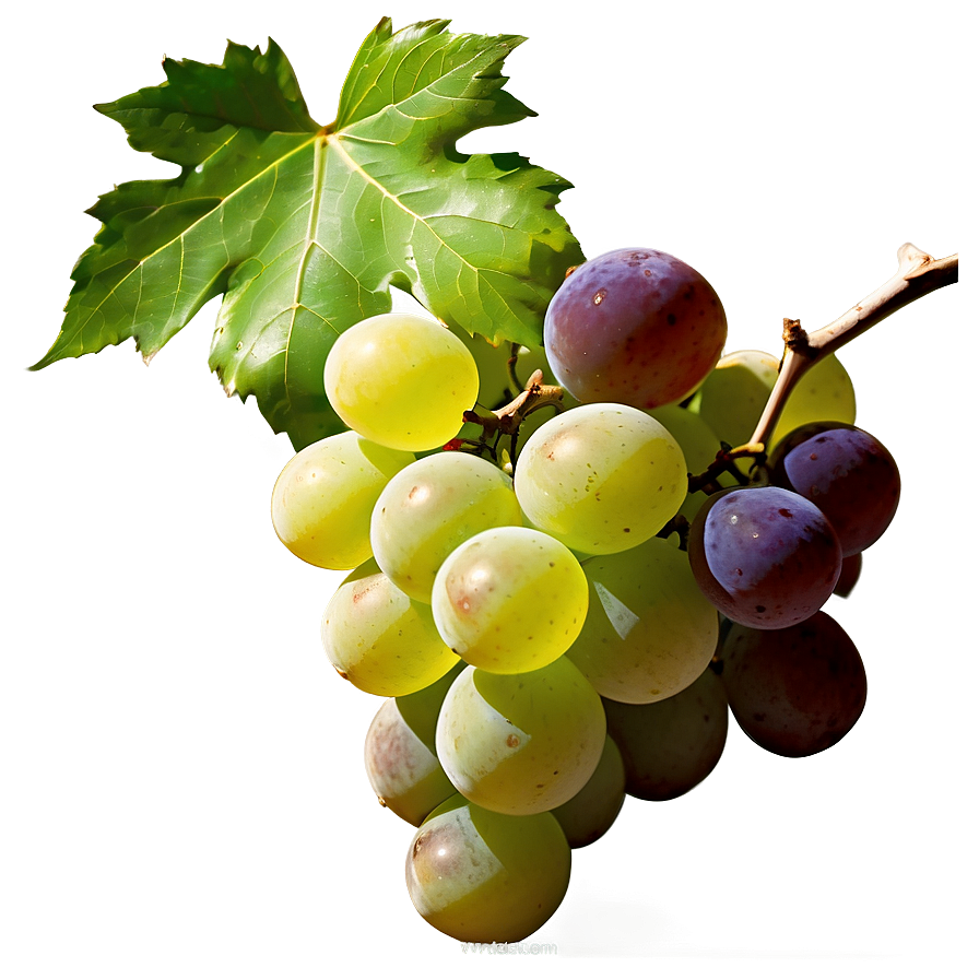 Luscious White Grape Png 44