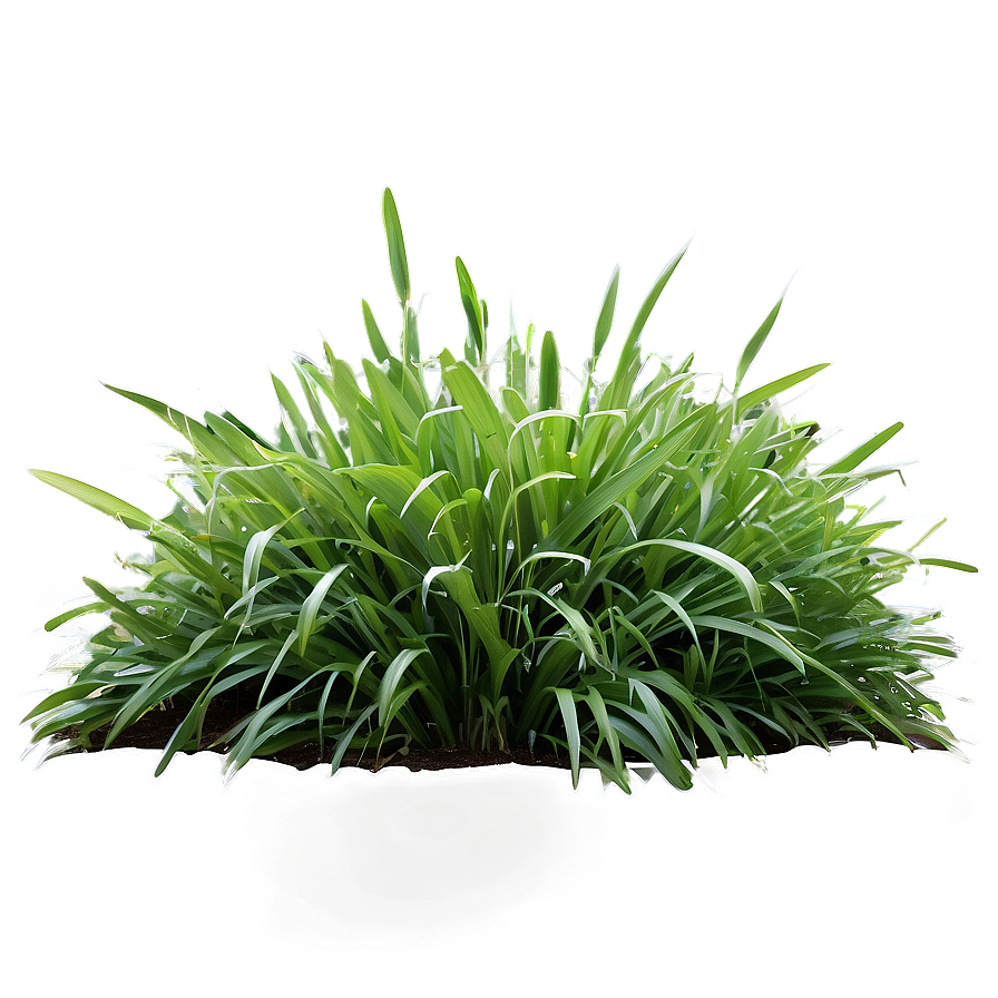 Lush Garden Grass Png 29