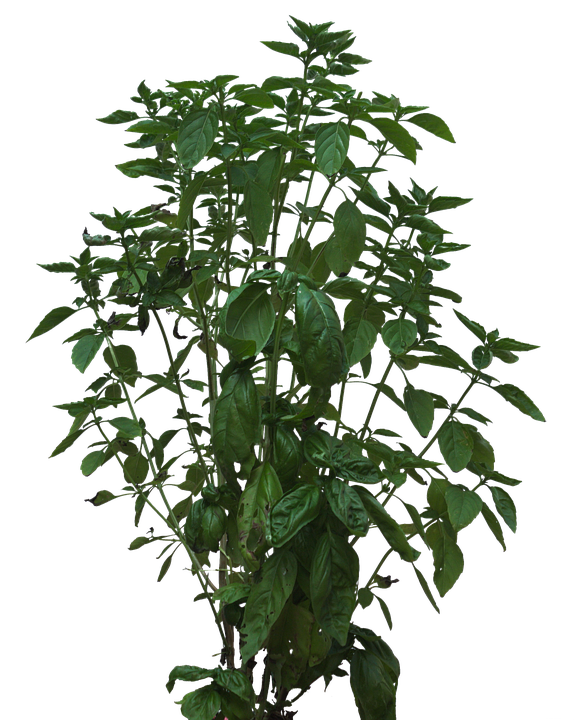 Lush Green Basil Plant PNG with transparent background