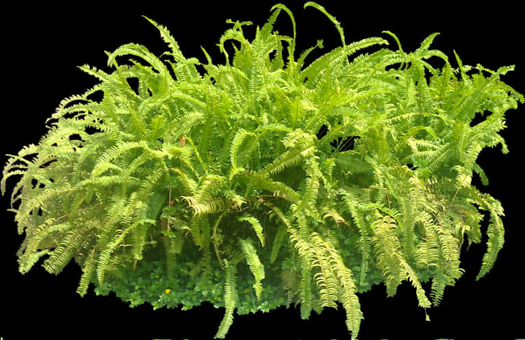 Lush Green Fern Cluster.jpg