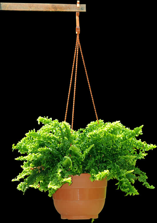 Lush Green Fern Hanging Planter