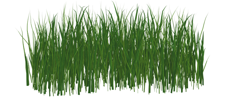 Lush Green Grass Texture PNG with transparent background