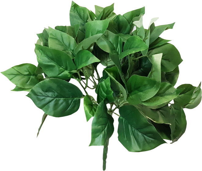 Lush Green Houseplant Leaves