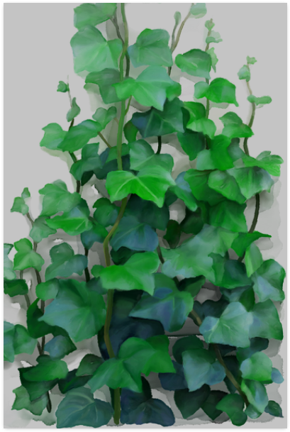 Vines, Climbing Plant Poster 20'x30' - Png Climbing Vines, Transparent Png PNG with transparent background