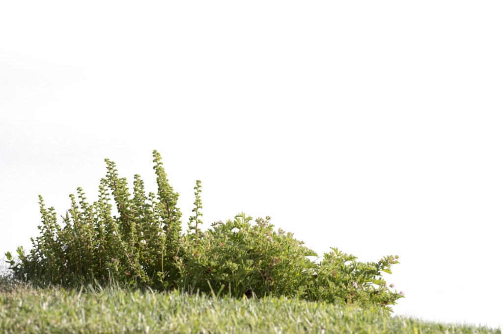 Meadow PNG Free Download PNG with transparent background