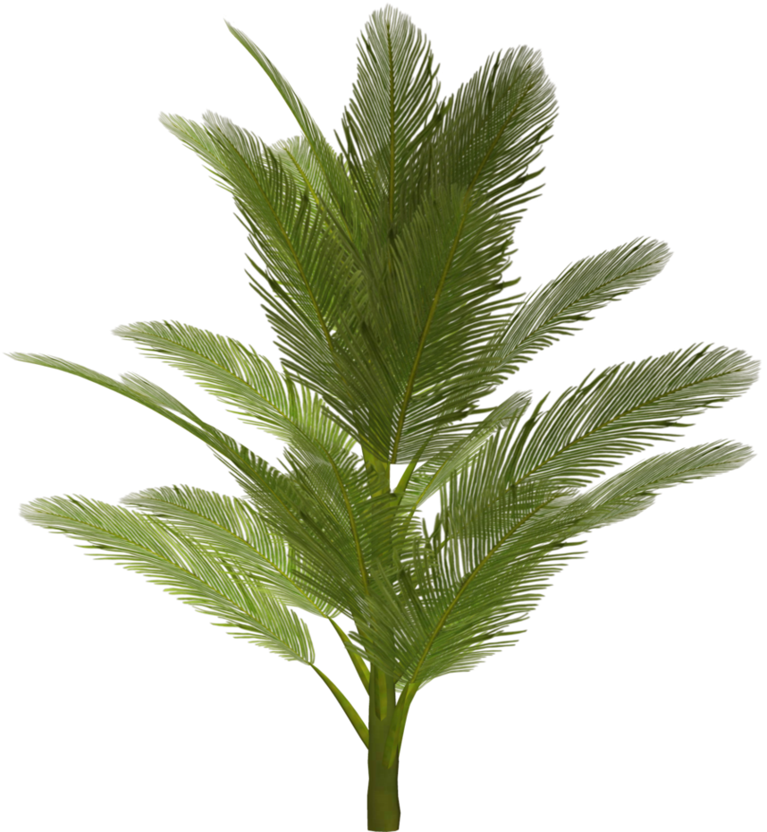 Lush Green Palm Frond PNG with transparent background