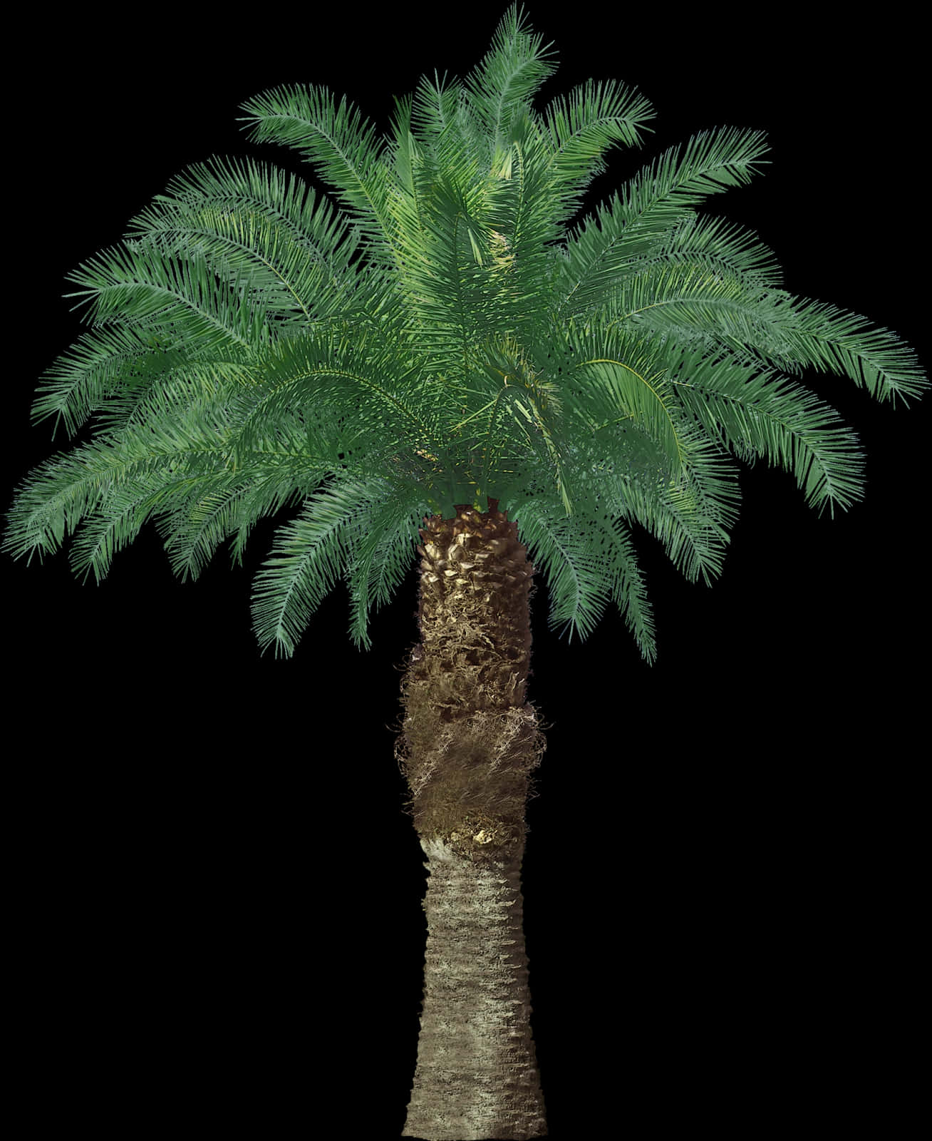 Lush Green Palm Tree Against Night Sky