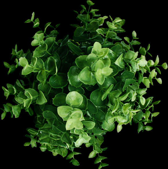 Lush Green Plant Top View