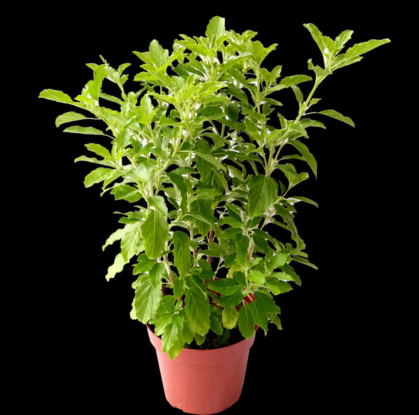 Lush Green Potted Plant Black Background