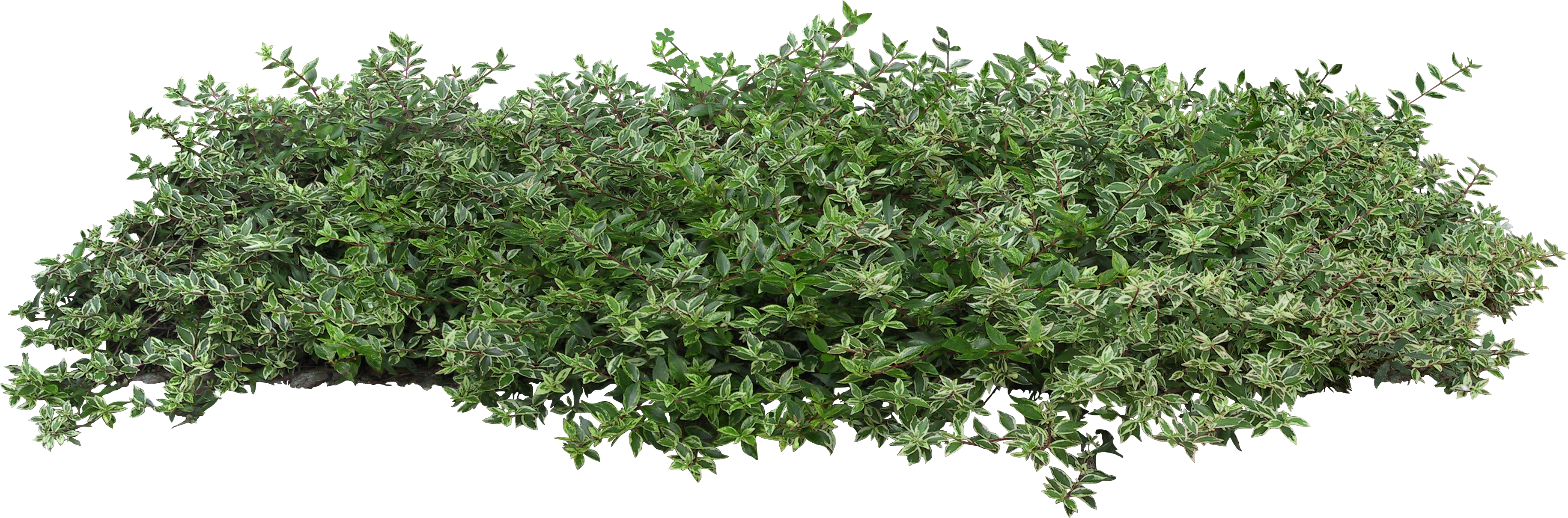 Lush Green Shrub Isolated