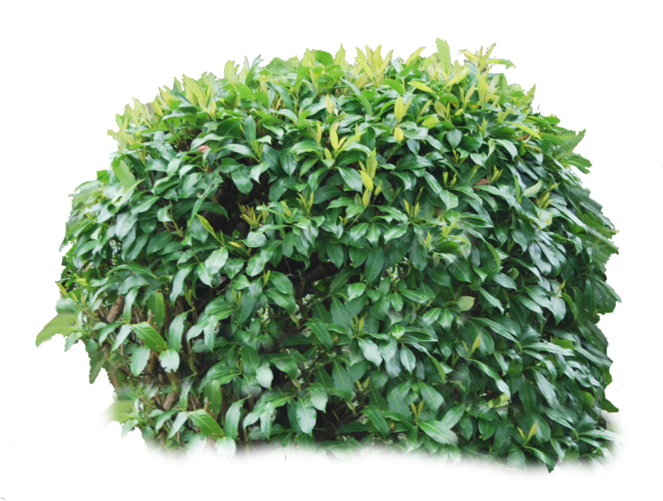 Bush Png Image - Transparent Background Bushes Png, Png Download PNG with transparent background