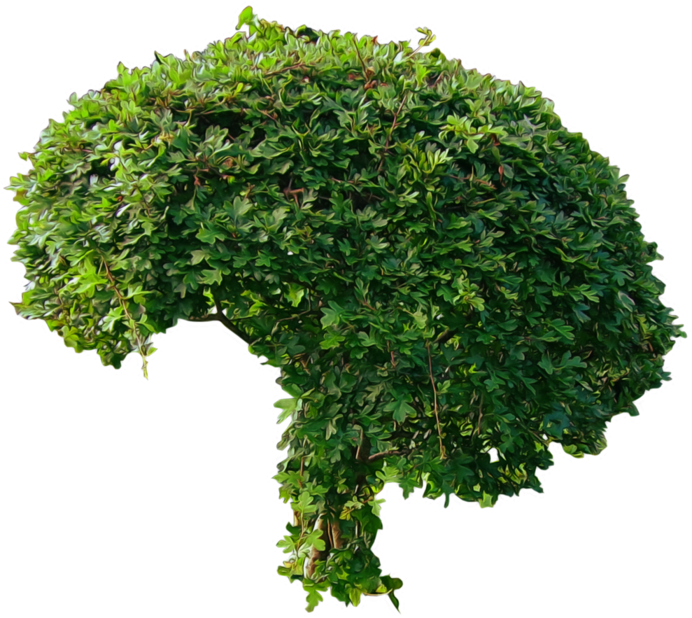 Lush Green Shrub Isolated.png