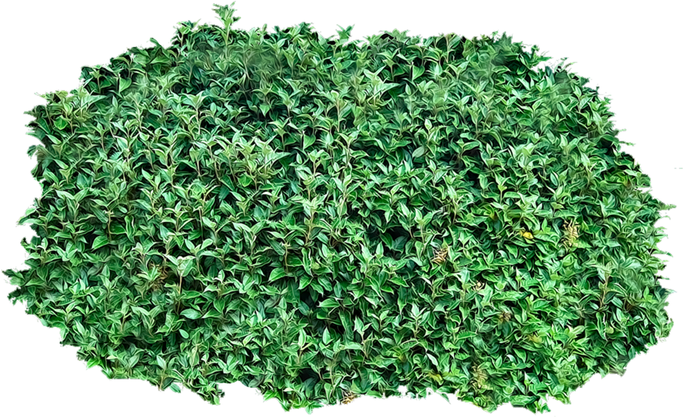 Lush Green Shrub Texture