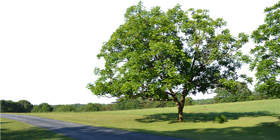 Lush Green Tree Beside Pathway