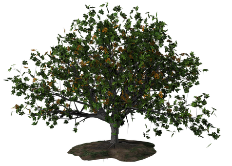 Lush Green Tree Black Background PNG with transparent background