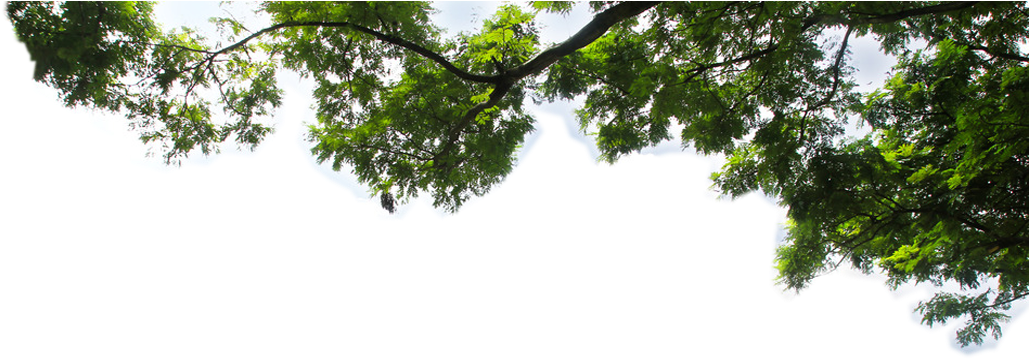 Lush Green Tree Branch Against Sky.png PNG with transparent background