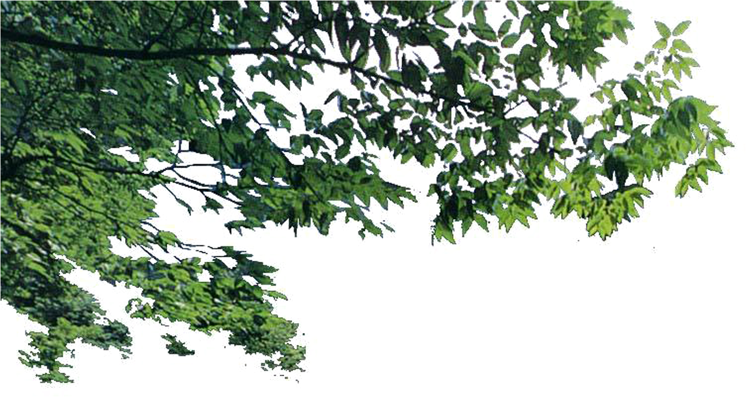 Lush Green Tree Branches.png PNG with transparent background
