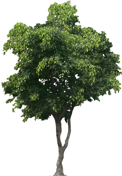 Lush Green Tree Isolated.png