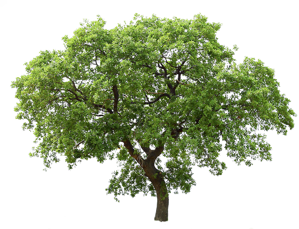 Transparent Background Png Tree - Tree Png Transparent, Png Download PNG with transparent background