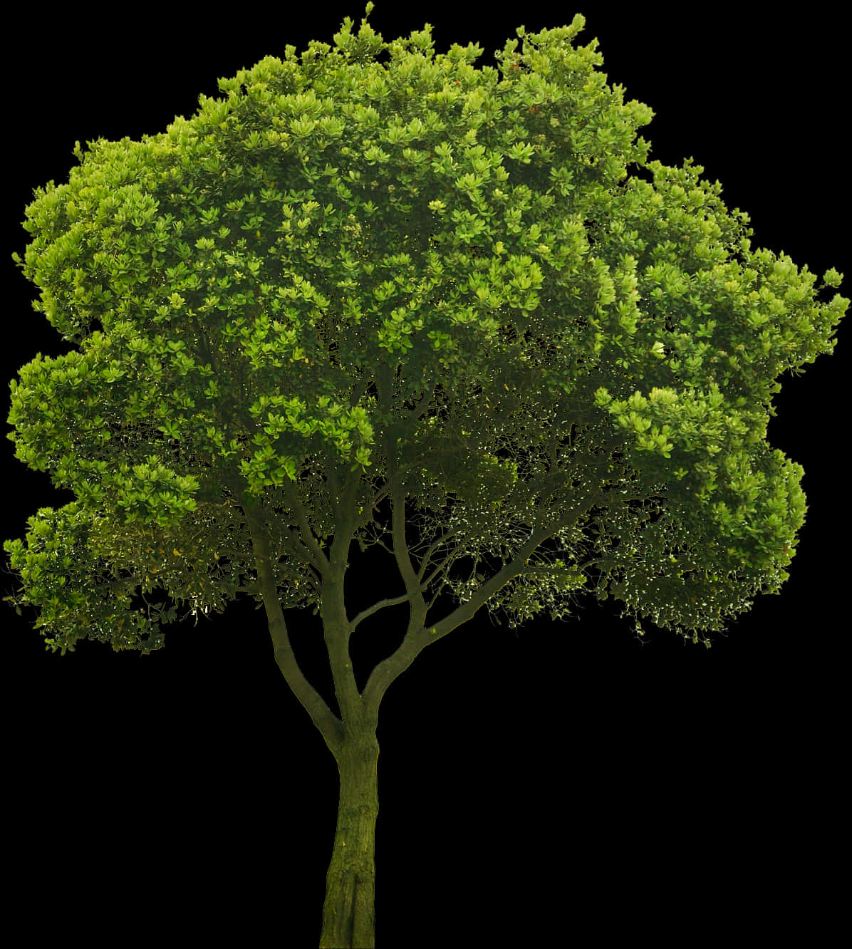 Lush Green Treeon Black Background.jpg