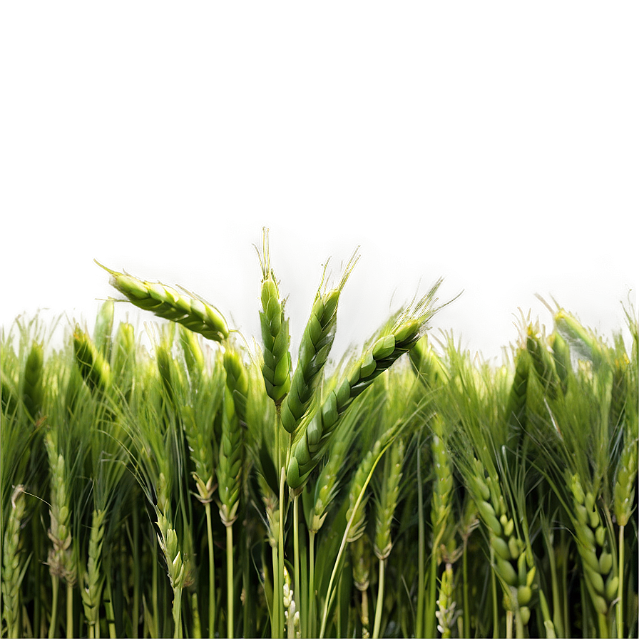 Lush Green Wheat Field Png Ygt