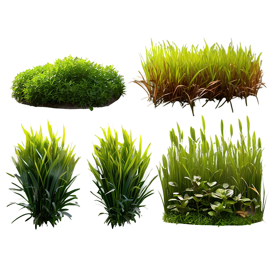 Lush Greenery Grass Png 79