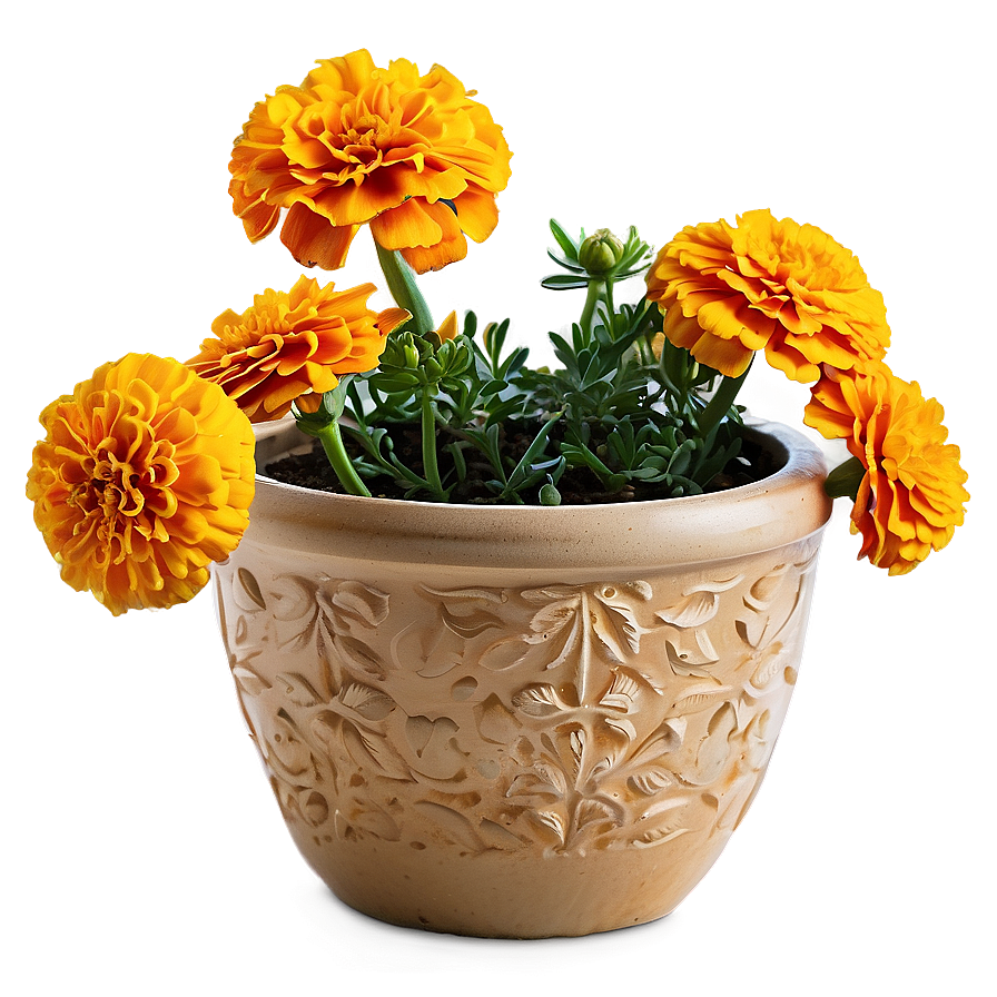 Lush Marigolds Arrangement Png Wbj